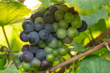 Close-up of a grape cluster during veraison, showing green, purple and dark blue grapes at different stages of ripening on the vine in warm natural sunlight. Seasonal viticulture and grape maturation  © Mariusb