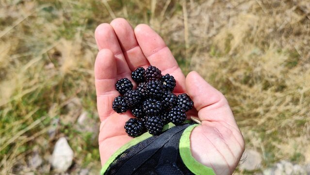 Moras