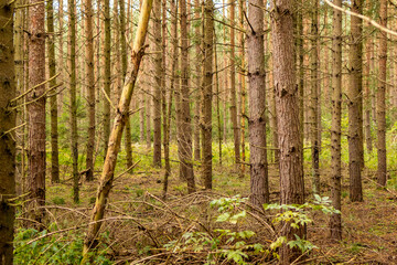 Tall pine trees form a dense forest landscape with a mossy woodland floor after rainfall. Concept of coniferous forest, biodiversity, woodland ecology and natural environment. © Ina