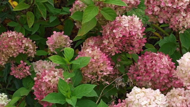 Hydrangea flowers in bloom with pink hues against a green foliage background