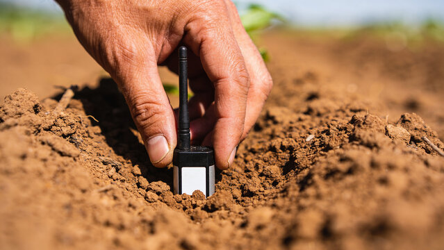 Soil sensor being installed in the ground for monitoring moisture levels in smart farming