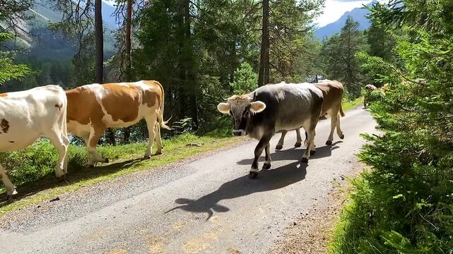 Herd of cows near Forchach in the Lech Valley in slow motion, Austria