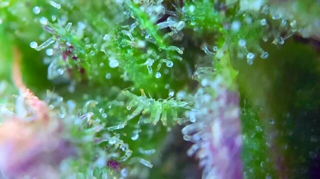 Lovely Cannabis plant trichomes producing resin at macro view. 