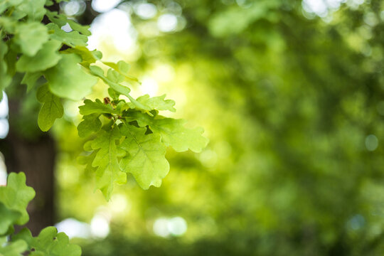 lose-up of fresh green oak leaves with blurred forest bokeh background