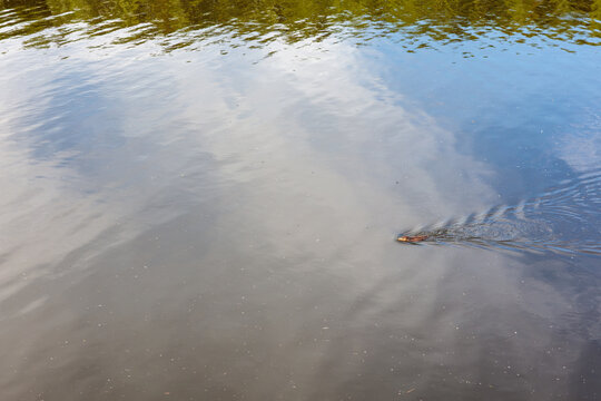 Small animal swimming in a calm river with sky reflections