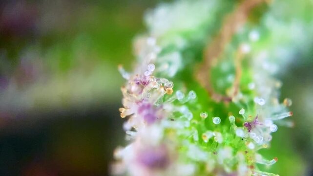 Great Cannabis plant trichomes producing resin at macro view. 