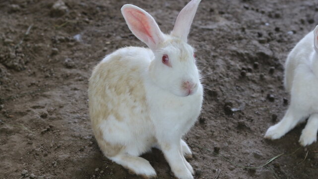 Beautiful White Rabbit | Cute Rabbits Playing and Relaxing | Pets and Animals

