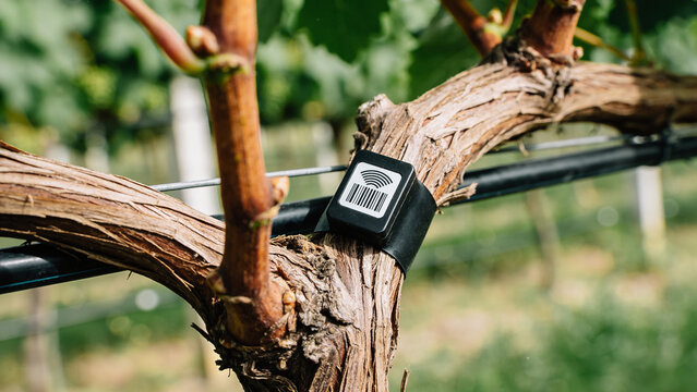 Smart farming uses IoT sensor for soil moisture detection in vineyard management