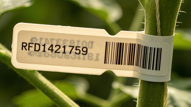Moisture sensor attached to plant with RFID tag in digital farming setup