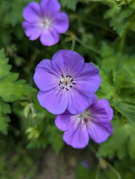 purple, blue, rozanne geranium