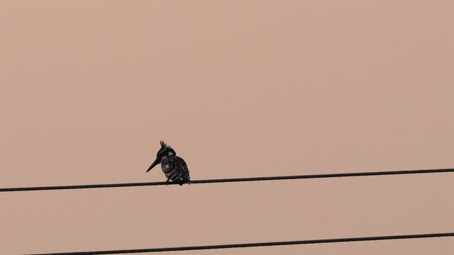 Pied Kingfisher Bird Perched on Electric Power Cable Wire Against Minimalist Pale Orange Evening Sky Skyward Copy Space Background