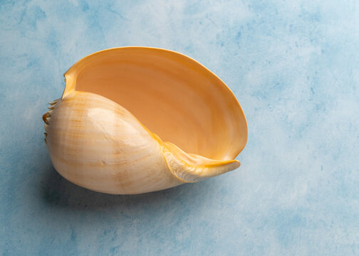 Closeup macro view of large gastropod mollusk shell isolated on soft blue background, showing natural texture, spiral shape and intricate details.