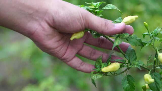 Close up farmer hand checking fresh green chili Capsicum frutescens plant in Southeast Asia with blurred background and copy space.