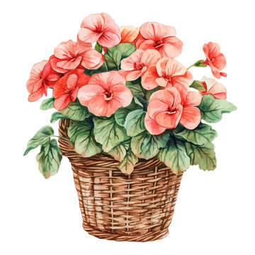 Begonia Bouquet In A Basket, vector clipart in watercolor with smooth gradients, isolated on a white background.