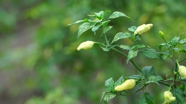 Macro close up of small green chili Capsicum frutescens plant in Southeast Asia with blurred background and copy space.