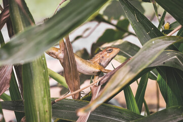 Wild lizard camouflage among tree leaves  © william