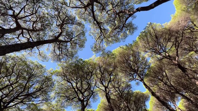 Spinning low-angle view of green pine tree crowns from the ground level. Rotating camera shot capturing the forest, camera movement creates a sense of wonder and vertigo effect.