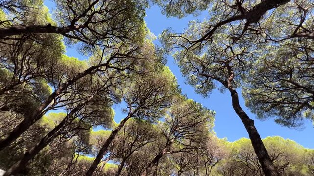 Rotating video of a pine forest canopy under a bright blue sky. The spinning camera movement creates a dynamic sense of wonder and vertigo effect.