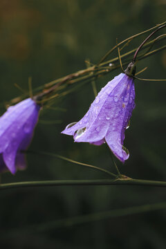 Purple Bellflower with Water Droplets Macro in Nature