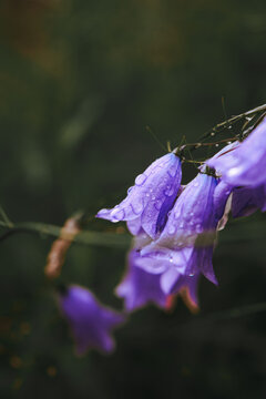 Purple Bellflowers Covered with Water Droplets Macro Close Up