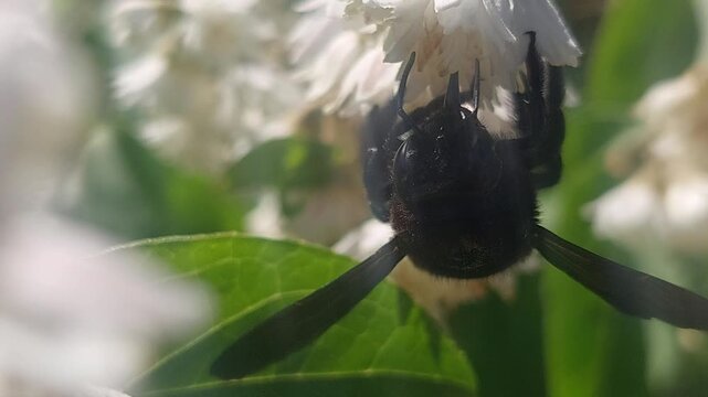Macro shot of carpenter bee pollinating white flowers in sunny garden