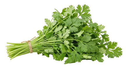 Obraz na płótnie Canvas Fresh bunch of cilantro tied with natural twine on a white background