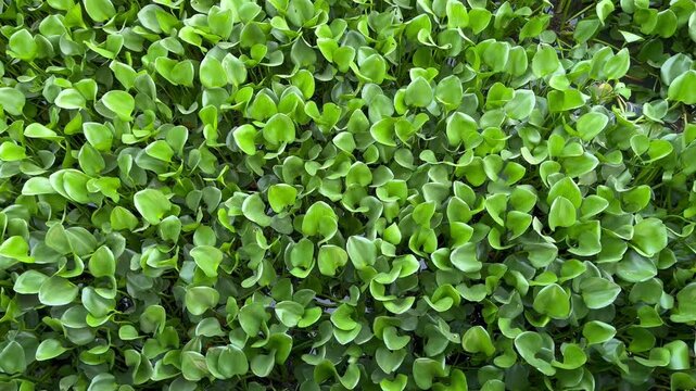 Top Down Angle View of Lush Common Water Hyacinth Plant Pattern