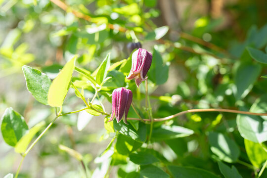 クレマチスの花　Clematis