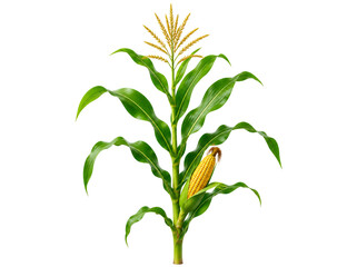 Obraz premium Corn plant isolated on transparent background