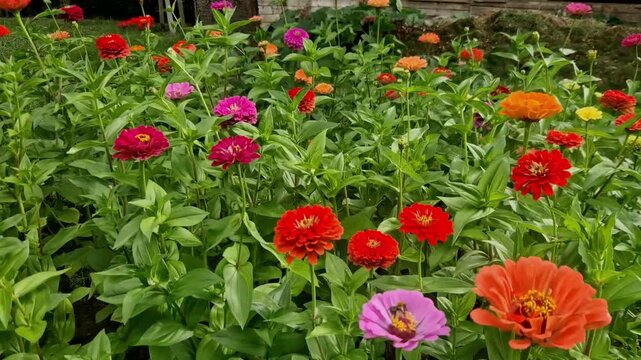 colorful flowerbed full of beautiful  Basic information about zinnias Colors flowers shine in yellow, orange, red, pink purple flower beds for cutting into vase. It requires sunny location and permeab
