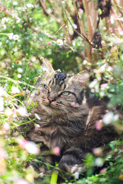 Chat tigr&eacute; &agrave; poils longs cach&eacute; et d&eacute;tendu au milieu des fleurs sauvages du jardin