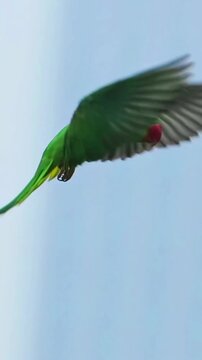 A vibrant Alexandrine parakeet perching on a thin tree branch against a clear sky