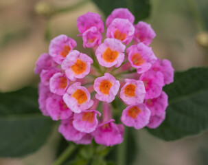 Common Lantana (Lantana camara) Pink Flowers with Orange Centers Macro Close-Up © Denis D.