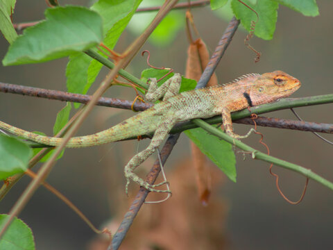 Oriental Garden Lizard (Calotes versicolor) Resting on Vine Among Green Leaves in Natural Habitat
