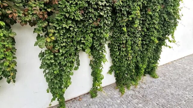 Boston Ivy known as Japanese Ivy or Grape Ivy.  ​Leaf Structure: Simple, three-lobed leaves with toothed serrated edges.  Climbing Habit: Uses specialized adhesive pads suckers at end of tendrils to a