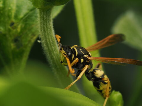 Avispa papelera (Polistes) posada sobre un tallo verde en su h&aacute;bitat natural. Una imagen de gran nitidez para proyectos de biolog&iacute;a, fauna y biodiversidad.