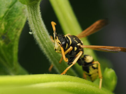 Avispa papelera (Polistes) posada sobre un tallo verde en su h&aacute;bitat natural. Una imagen de gran nitidez para proyectos de biolog&iacute;a, fauna y biodiversidad.