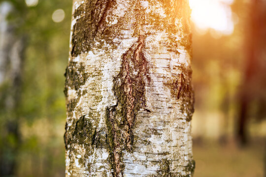 Forest ecosystem detail showing birch bark texture