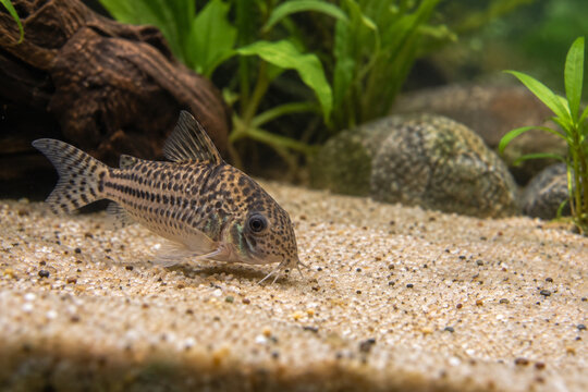Corydoras Catfish Sifting Fine Aquarium Sand