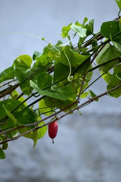 a small red fruit on a branch
