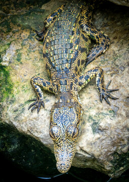 Top view of a crocodile resting on a rock with its legs and claws visible, Benguela Province, Benguela, Angola