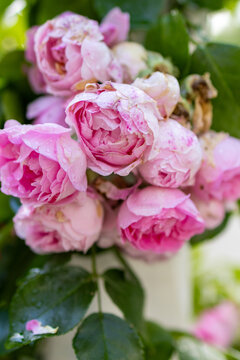  Close up of a pink rose bouquet in a garden setting. A soft floral detail highlighting texture and natural beauty.