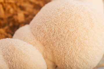 Fresh Lion's Mane Mushroom.  Hericium erinaceus © joanna wnuk