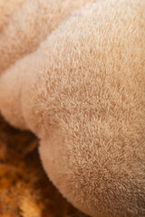 Fresh Lion's Mane Mushroom.  Hericium erinaceus © joanna wnuk