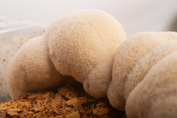 Fresh Lion's Mane Mushroom.  Hericium erinaceus © joanna wnuk