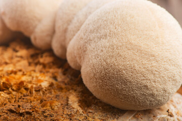 Fresh Lion's Mane Mushroom.  Hericium erinaceus © joanna wnuk