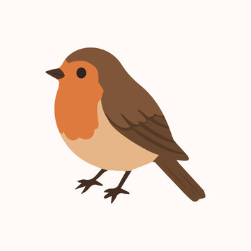 Robin bird hand drawn vector illustration