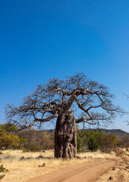 A tall bare baobab tree rises against a vast blue sky above a dirt path, Cunene Province, Oncocua, Angola