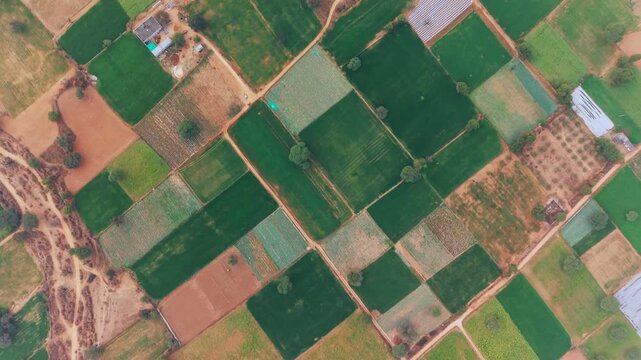 Patchwork farmland displays varied crop cultivation in rural Rajasthan with distinct field boundaries. Drone footage reveals the geometric pattern of agricultural plots near Pushkar.