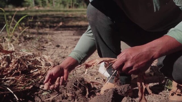 Slow motion of a Kalunga indigenous person's hands carefully harvesting acafrao da terra, also known as turmeric, from the soil